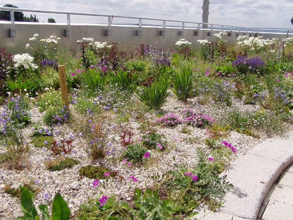 SuDS Green Roof